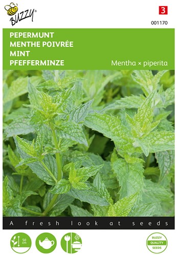 Pfefferminze (Mentha x piperita) - Buzzy