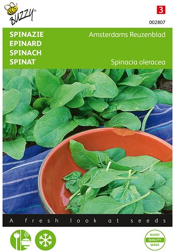 Spinat Amsterdams Reuzenblad, scharfsamig - Buzzy