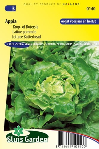 Kopfsalat Appia