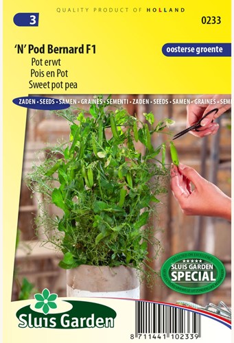 Pot erwt 'N' Pod Bernard F1 – Pisum sativum