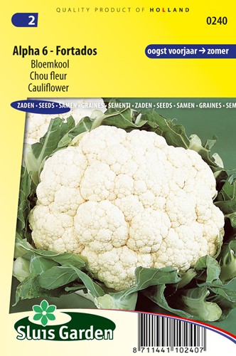 Blumenkohl Alpha 6 Fortados - Brassica oleracea