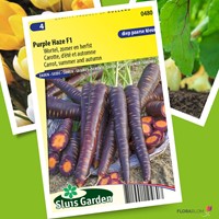 Karotte Purple Haze F1 - Daucus carota-2