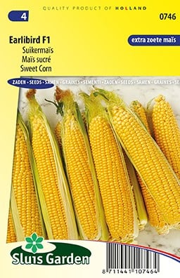 Zuckermais Earlibird F1 - Zea Mays