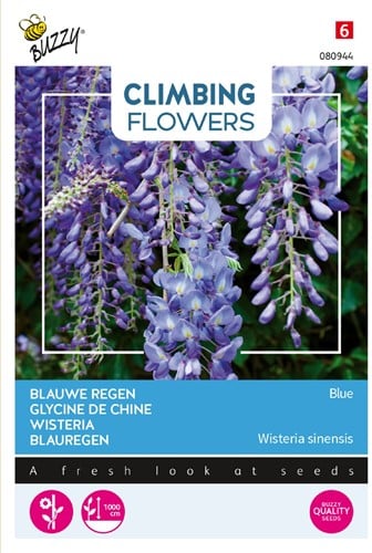 Blauregen / Wisteria Blue - Climbing Flowers