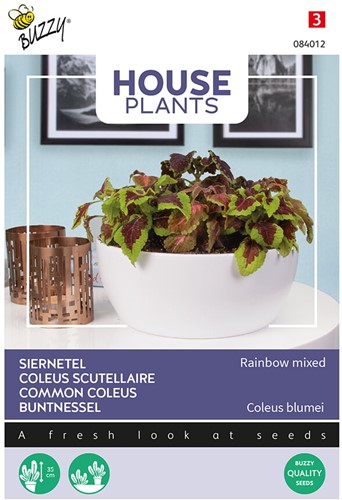 Buntnessel Rainbow mixed - Buzzy House Plants