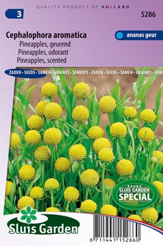 Cephalophora aromatica (Ananasblume), duftend