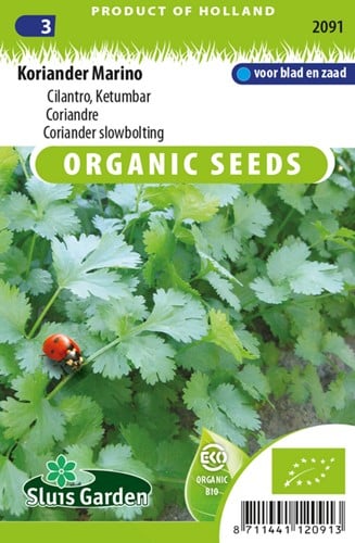 Koriander (Coriandrum sativum) EKO