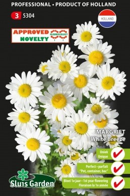 Margerite Ox-Eye White Breeze - Chrysanthe