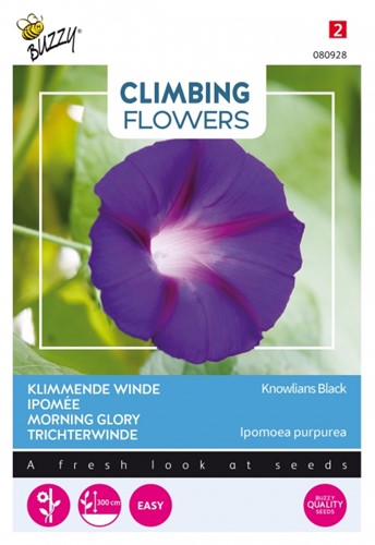 Trichterwinde Knowlians Black - Climbing Flowers