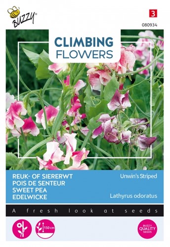 Edelwicke Unwin's Striped - Climbing Flowers