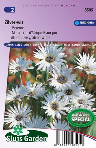 Bärenohr Silber und Weiß – Arctotis Grandis