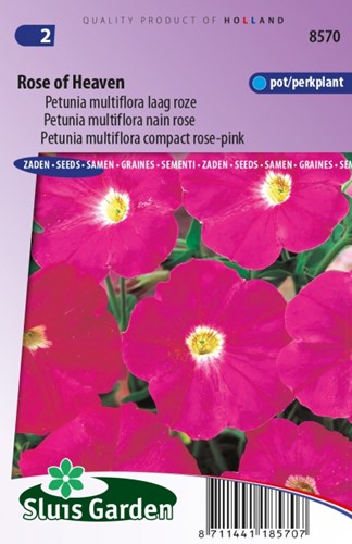 Petunia Multiflora Rose of Heaven – Petunie