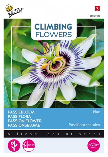 Passionblume Blue - Climbing Flowers