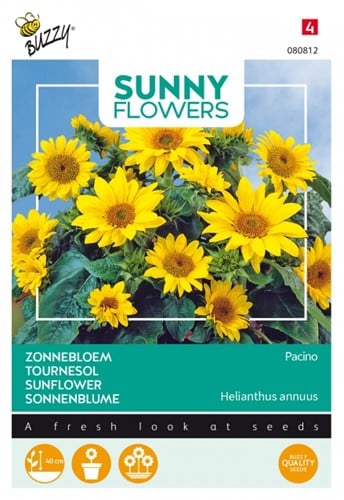 Sonnenblumen Pacino - Sunny Flowers