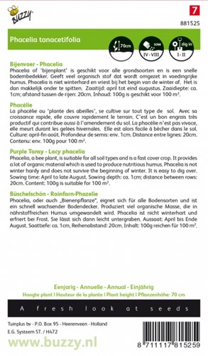 Gründünger Rainfarn-Phazelie / 100gr - 100 m2-2