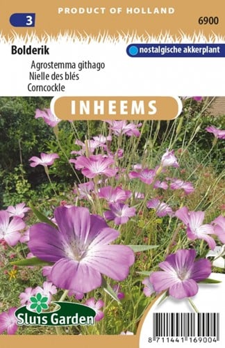 Kornrade - Agrostemma githago
