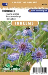 Acker-Witwenblume - Knautia arvensis