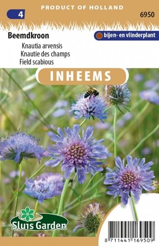 Acker-Witwenblume - Knautia arvensis