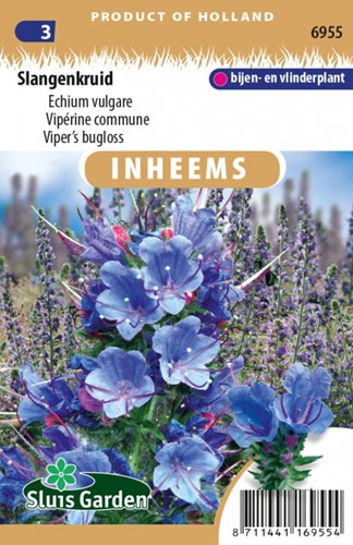 Gewöhnliche Natternkopf- Echium vulgare