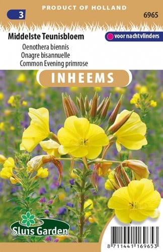 Gewöhnliche Nachtkerze - Oenothera biennis