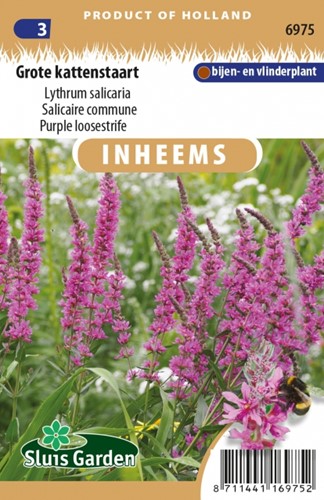 Gewöhnlicher Blutweiderich - Lythrum salicaria