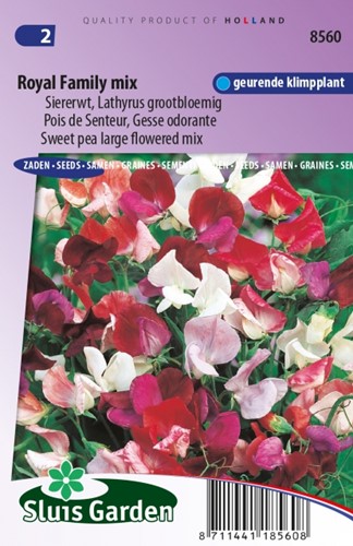 Duftwicke Royal Family Mix – Lathyrus Odoratus