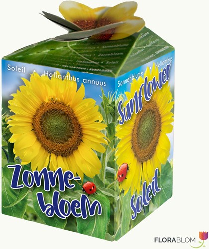 Sonnenblume Ecogeschenke Greengift