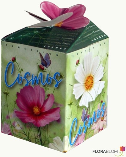Cosmos Mix Ecogeschenke