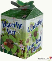 Ecogeschenke Vierblättrigen Kleefarn 40 Stück in Versandkiste-2