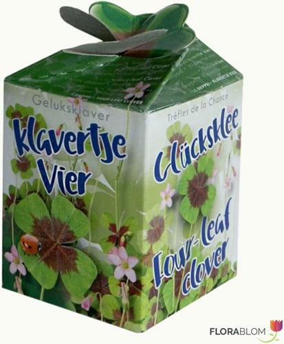 Vierblättrigen Kleefarn Ecogeschenke