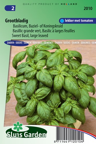 Basilienkraut Grob - Ocinum