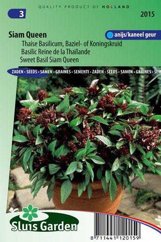 Basilikum Siam Queen - Ocimum Basilicum