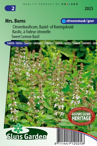 Basilienkraut Zitrone Mrs. Burns - Ocimum Citrodorum