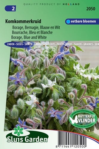 Borretsch (Borago officinalis)
