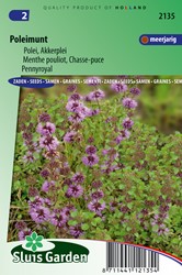 Poleiminze Mentha pulegium