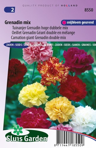 Nelke Grenadin Mix – Dianthus