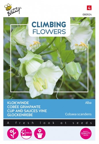 Glockenrebe Alba - Climbing Flowers