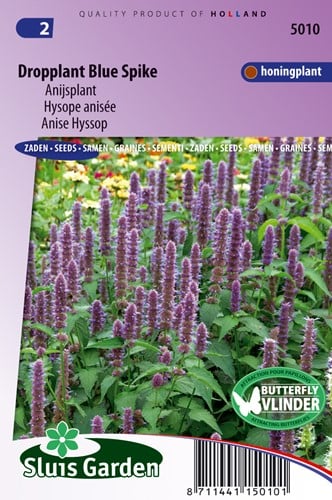 Anis-Ysop (Anis-Agastache)