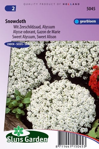 Schildsamen Schneikleid (Alyssum)