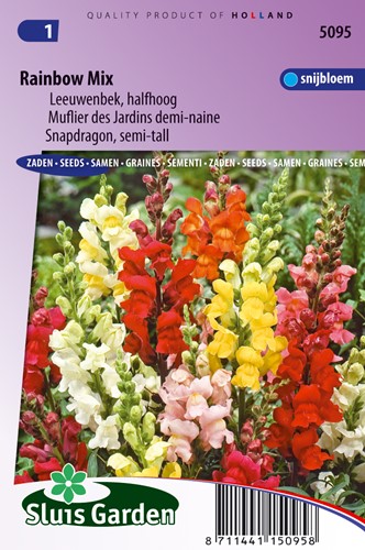 Löwenmaul Rainbow Mix, halbhoch