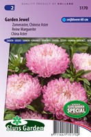 Aster Garden Jewel Rose (Sommeraster)