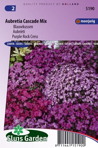 Blaukissen, Aubretia Mix