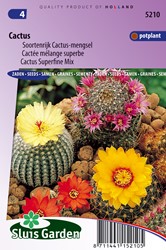 zimmerpflanze lange grün weiße blätter Grünlilie (Chlorophytum comosum) kaufen