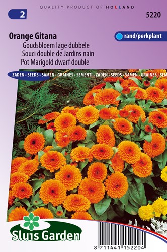 Ringelblume Gitana - Calendula