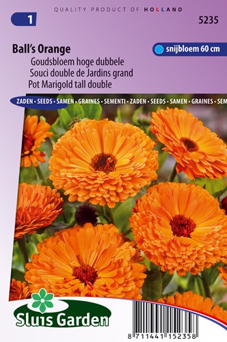 Ringelblume Ball's Orange - Calendula
