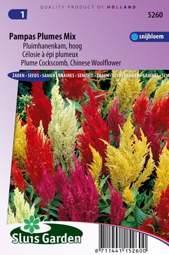 Hahnenkamm Pampas Plume gemischt