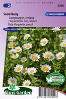 Margerite Snow Daisy (Chrysantemum)