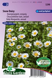 Margerite Snow Daisy (Chrysantemum)