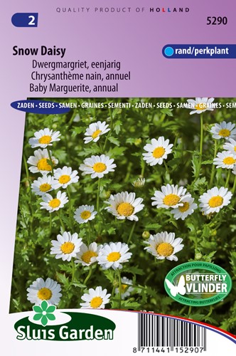 Margerite Snow Daisy (Chrysantemum)