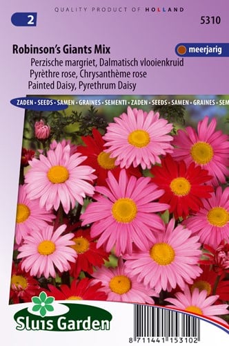 Margerite Robinson's Giants Mix (Perzischer Margerite)